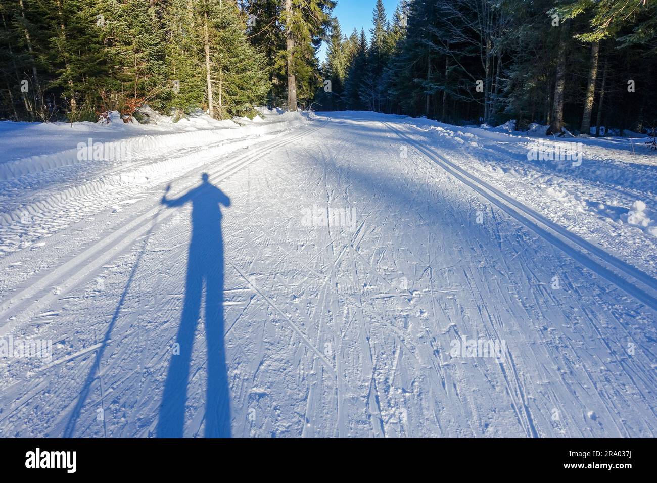 Ombre d'un homme sur une piste de ski de fond enneigée dans une forêt ensoleillée aux Fourgs près de Metabief, France Banque D'Images