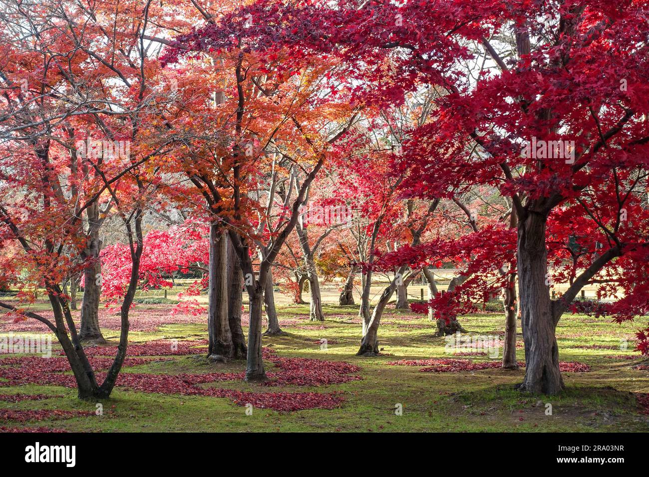 Érables rouges, jardin Korakuen à feuillage fin d'automne (後楽園?) à ...