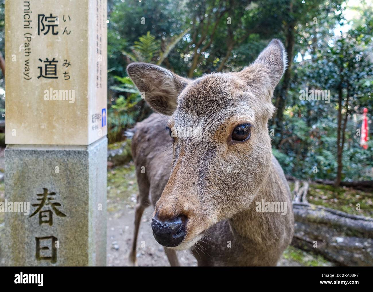 Cerf amical sur le chemin du sanctuaire Kasuga-taisha à Nara, Japon Banque D'Images