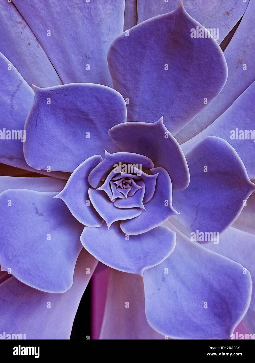 fleur d'hydrangea Fermer une plante succulente de cactus divers succulents colorés fleur macro-shot. Banque D'Images