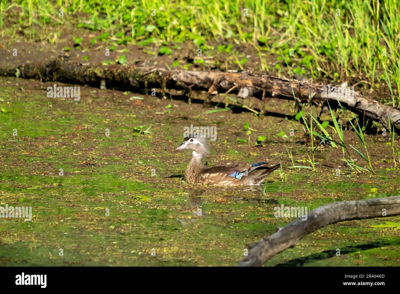 Ridgefield National Wildlife refuge, Ridgefield, Washington, États-Unis. Femelle Wood Duck nageant dans un ruisseau recouvert de mousse Banque D'Images