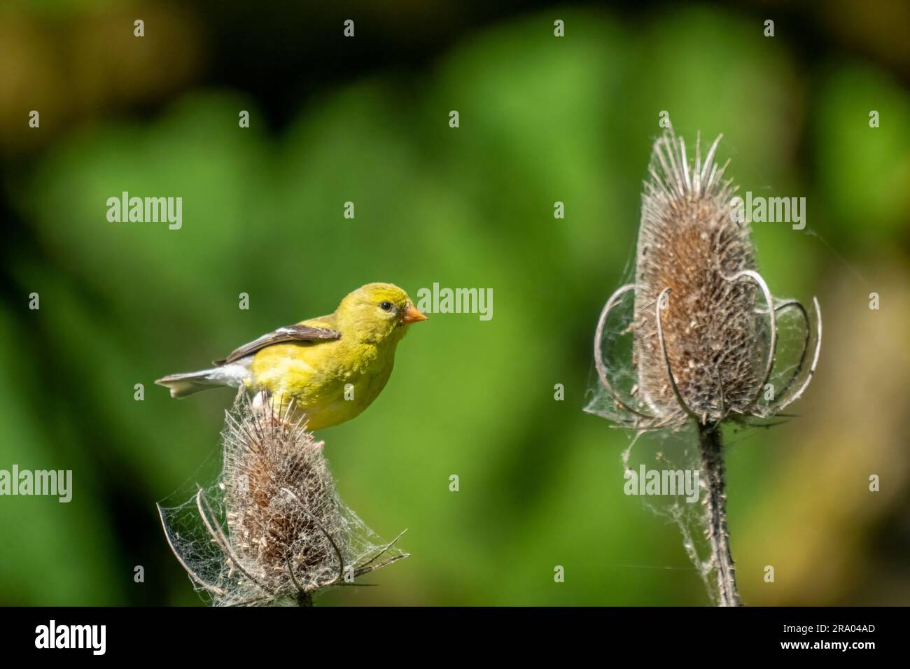 Ridgefield National Wildlife refuge, Ridgefield, Washington, États-Unis. Femelle américaine Goldfinch perchée sur un chardon Banque D'Images