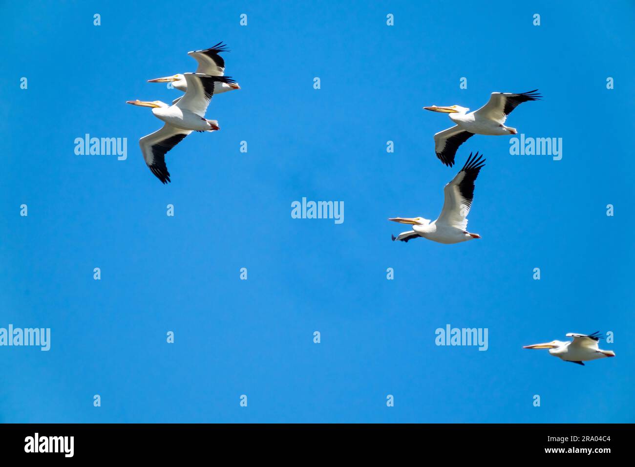 Ridgefield National Wildlife refuge, Ridgefield, Washington, États-Unis. Troupeau de pélicans blancs américains en vol Banque D'Images