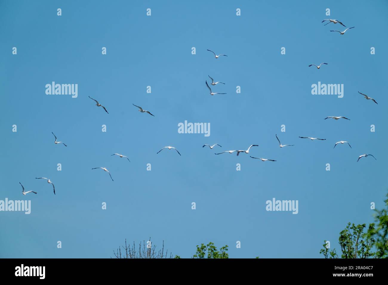 Ridgefield National Wildlife refuge, Ridgefield, Washington, États-Unis. Troupeau de pélicans blancs américains en vol Banque D'Images