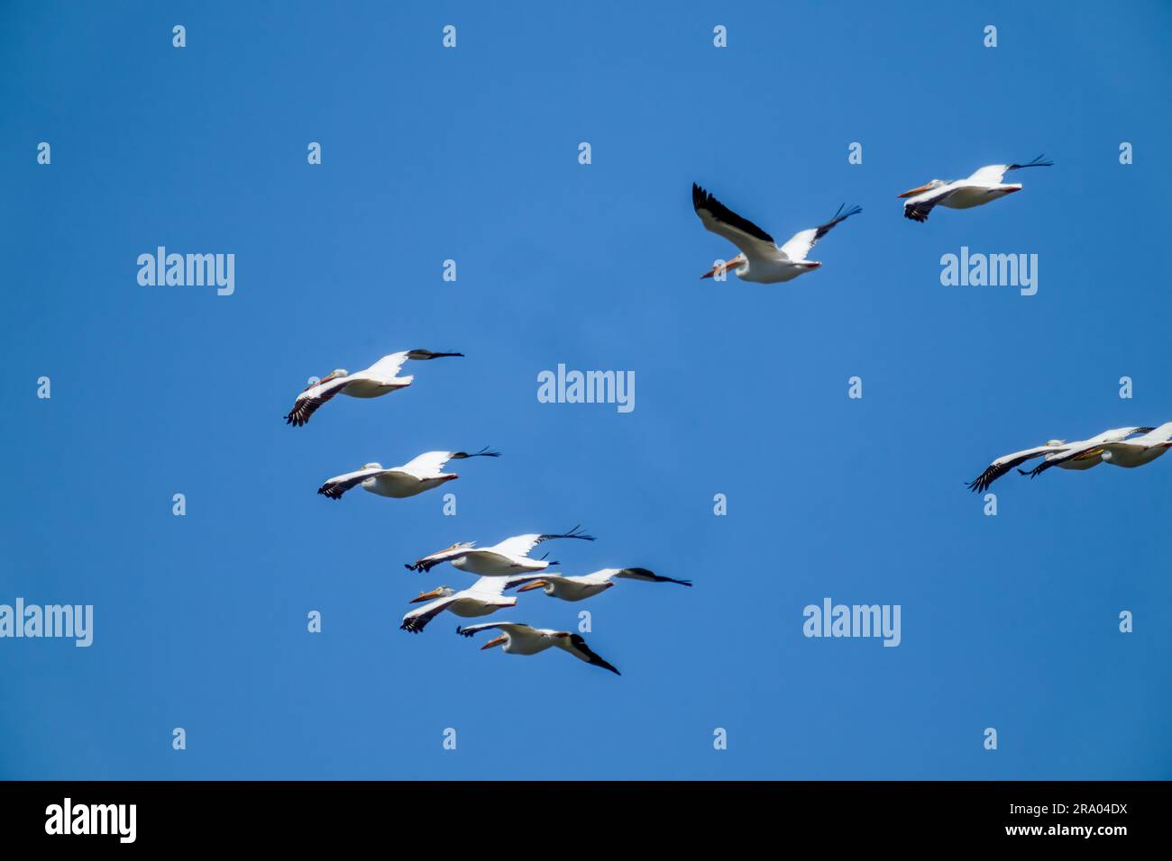 Ridgefield National Wildlife refuge, Ridgefield, Washington, États-Unis. Troupeau de pélicans blancs américains en vol Banque D'Images