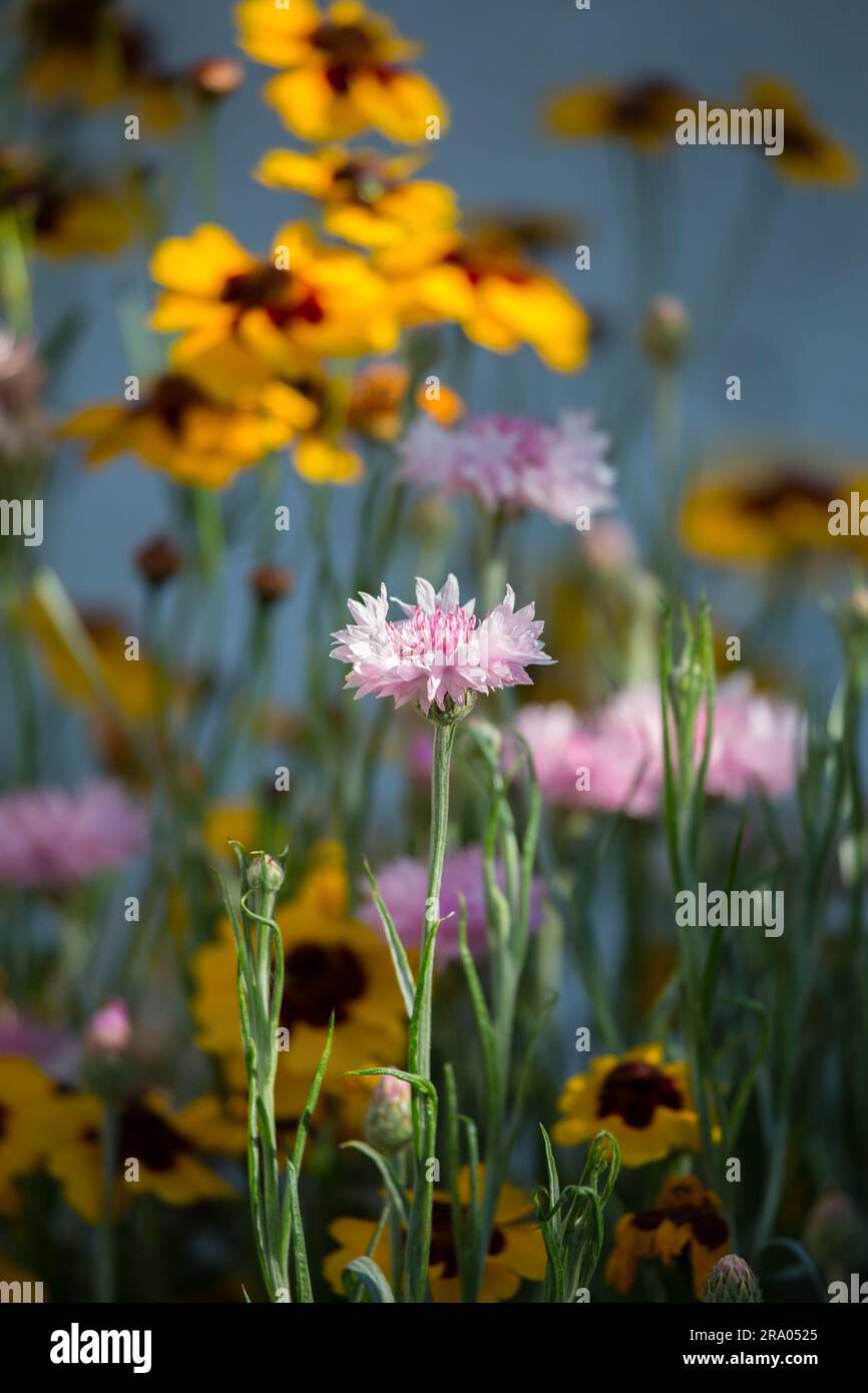Fleur rose Centaurea cyanus Californie Banque D'Images
