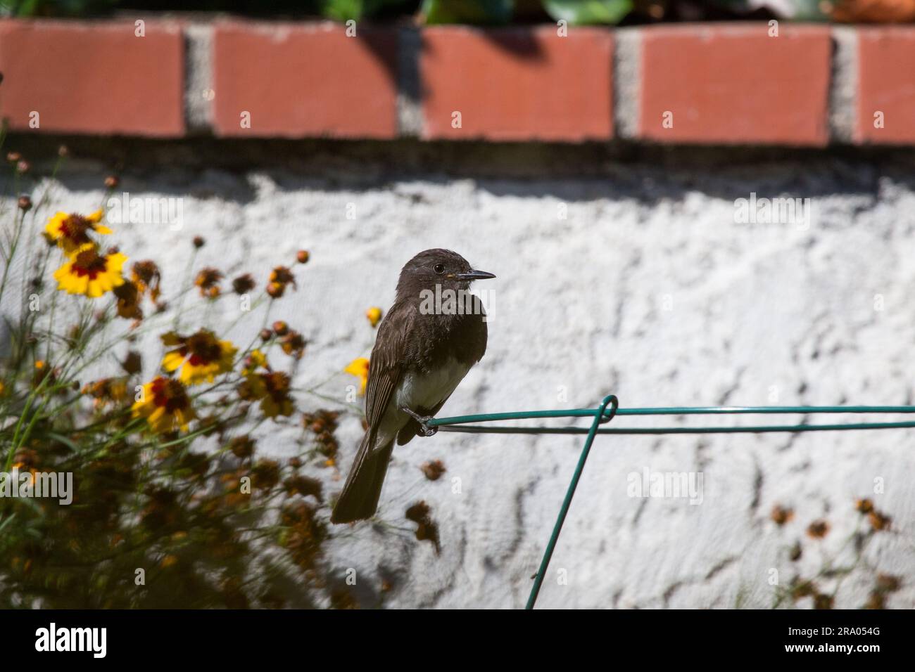 'Black Phoebe flycatcher' ' Sayornis nigricans ' perchée dans une arrière-cour sud de la Californie ; USA 24th juin 2023 Banque D'Images