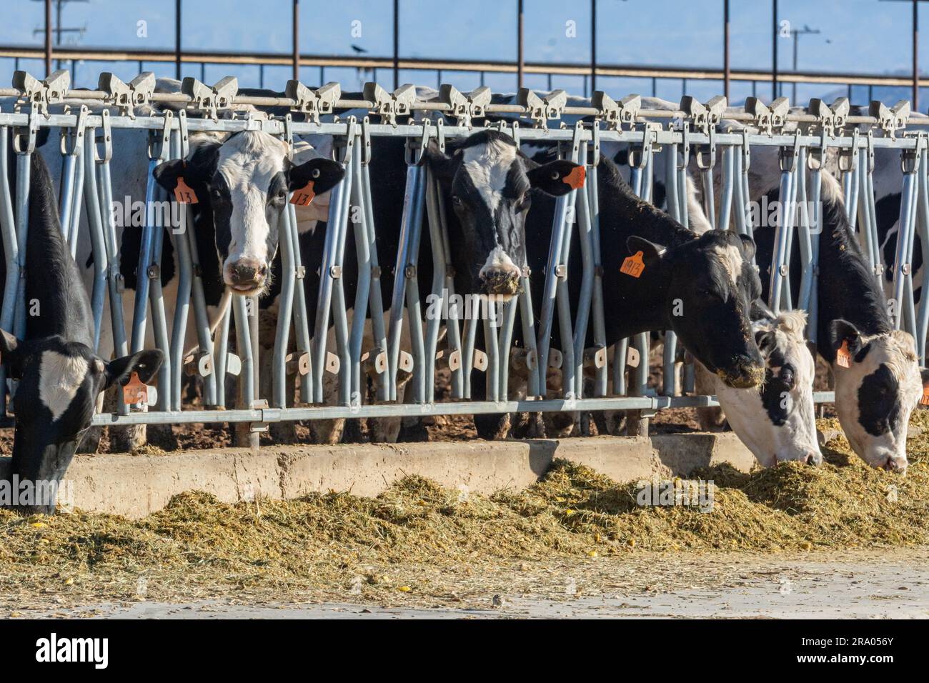 Bétail Holstein dans une ferme laitière dans Antelope Valley, dans le sud de la Californie. Banque D'Images