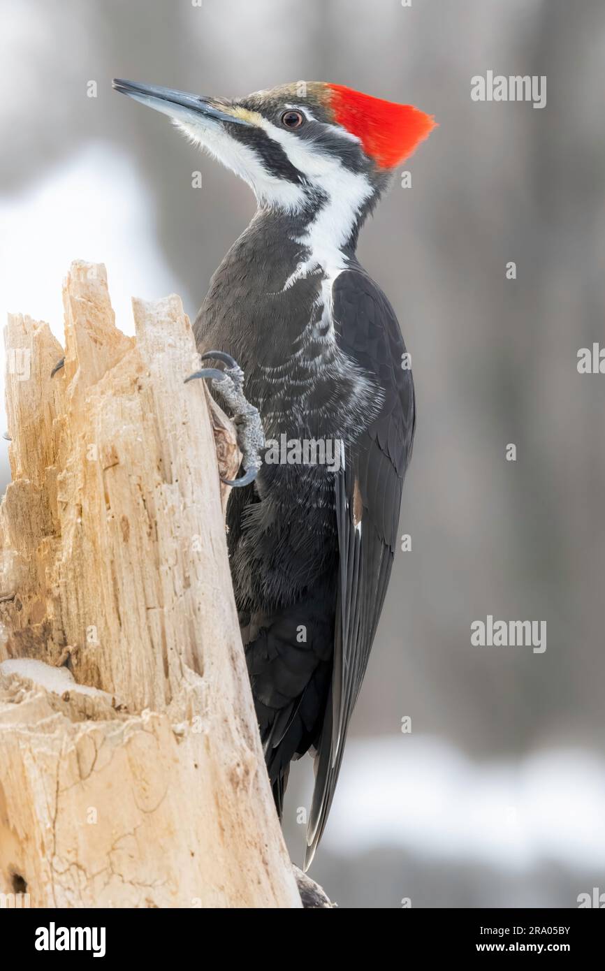 Pic pileated (Dryocopus pileatus), est de l'Amérique du Nord, par Dominique Braud/Dembinsky photo Assoc Banque D'Images