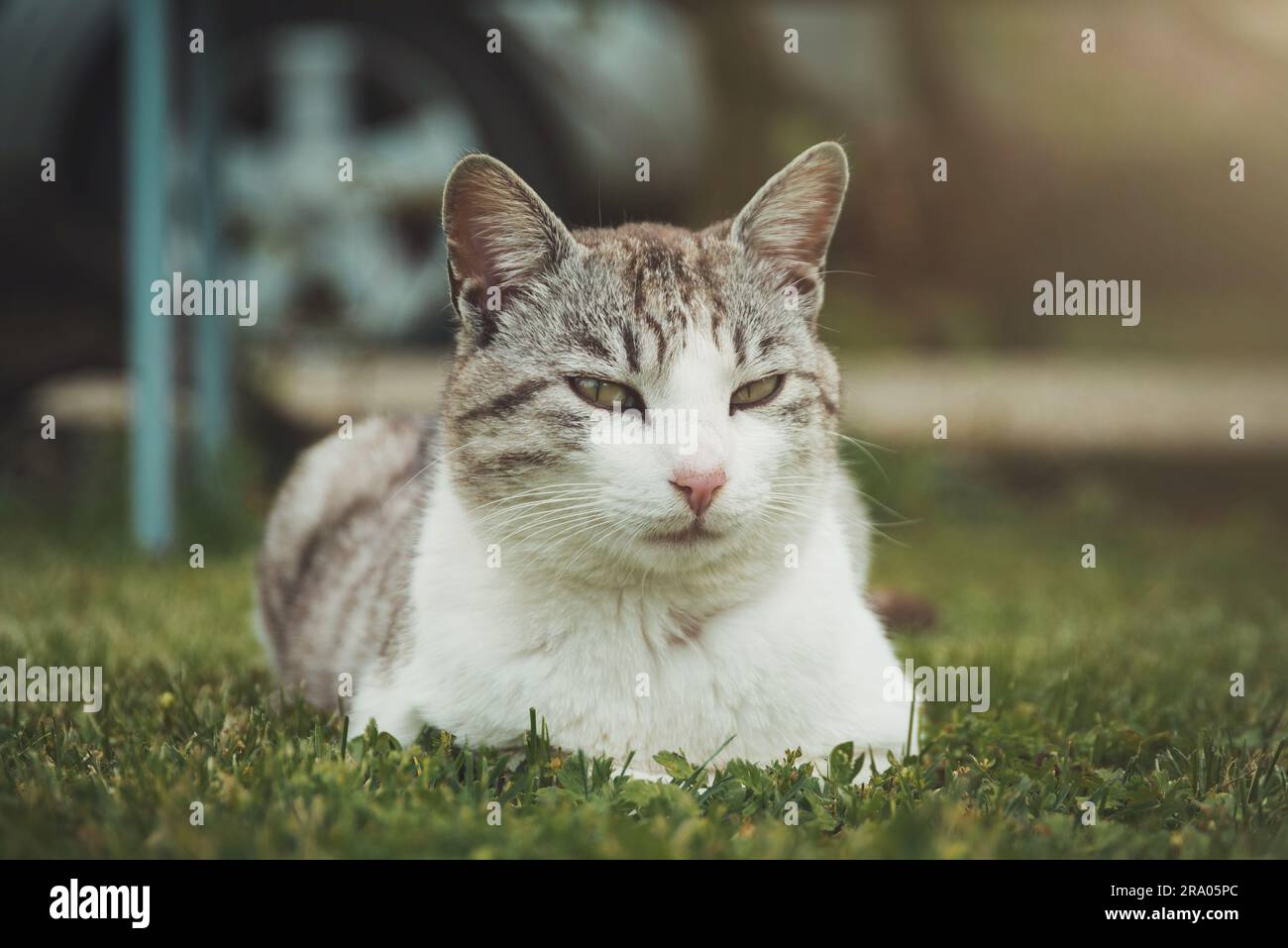 Joli chat décontracté sur l'herbe Banque D'Images