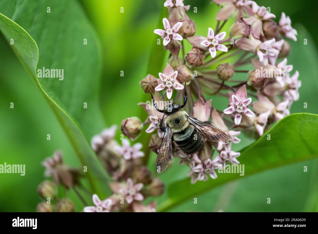 Un bourdon à moitié noir, bombus vagans, pollinisant les fleurs de laitaded communes dans un jardin Banque D'Images
