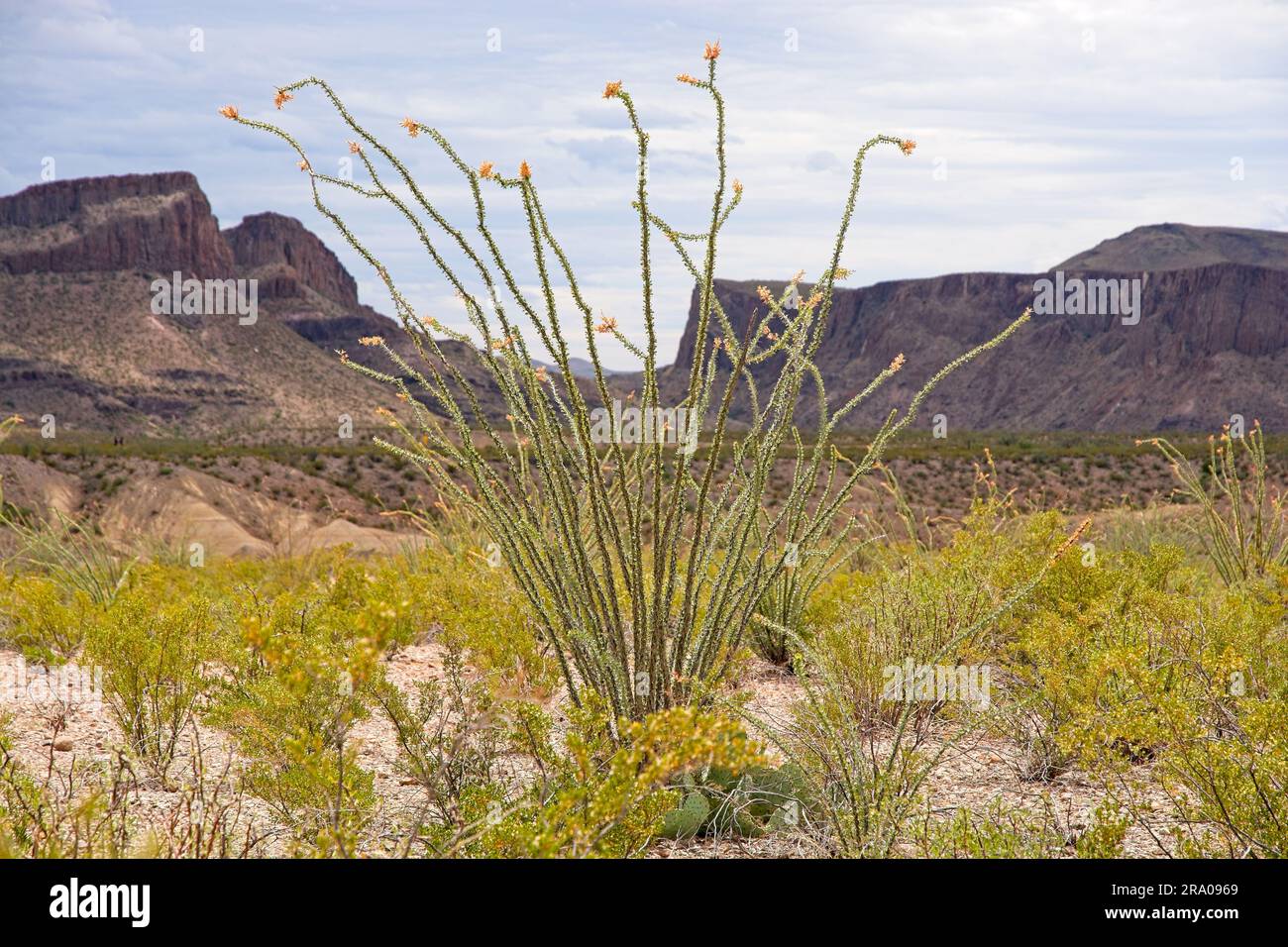 Ocotillo (Fouquieria splendens) se dresse dans le désert de Chihuahuan avec les parois escarpées du canyon du Big Bend Ranch State Park Texas Banque D'Images