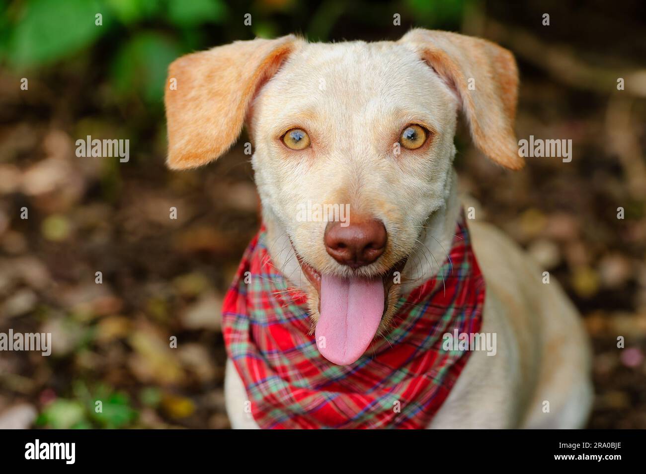 Un chien mignon est en plein air portant Un Bandana avec Un regard heureux sur son visage Banque D'Images