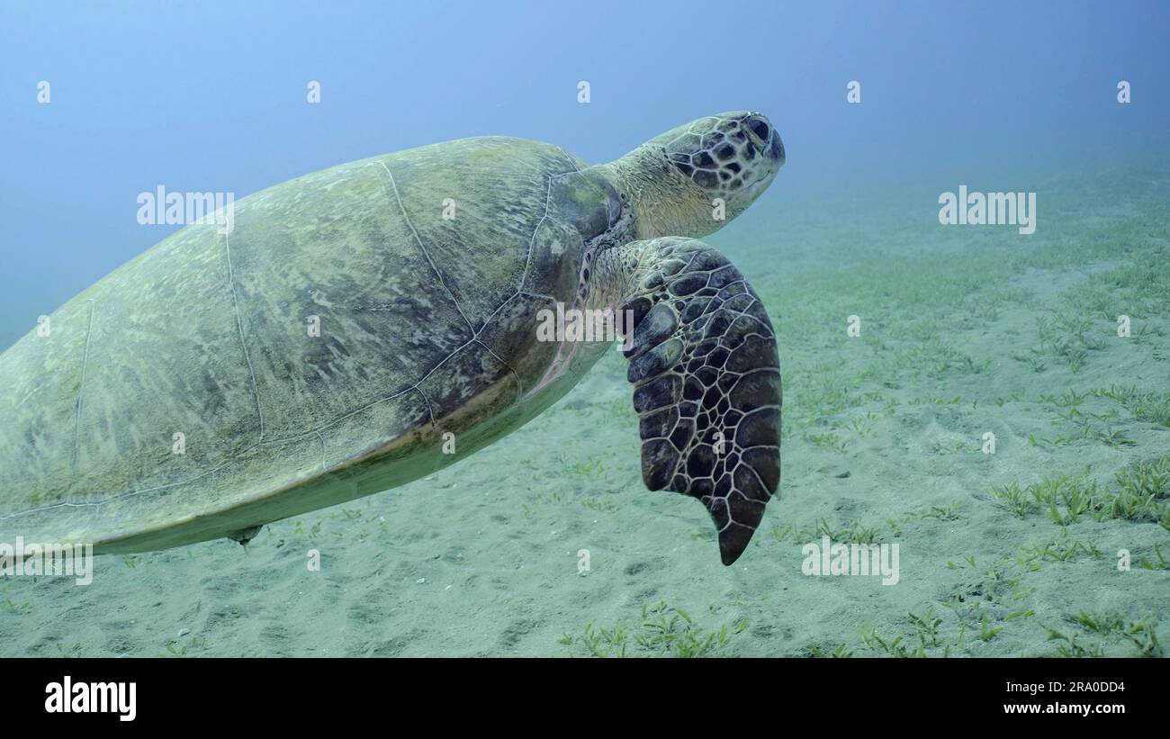 La tortue de mer avec des marques de morsure sur les nageoires tourbillonne dans l'eau bleue. Gros plan de la Grande Tortue des mers vertes (Chelonia mydas) avec ses palmes avant piqués par un Banque D'Images