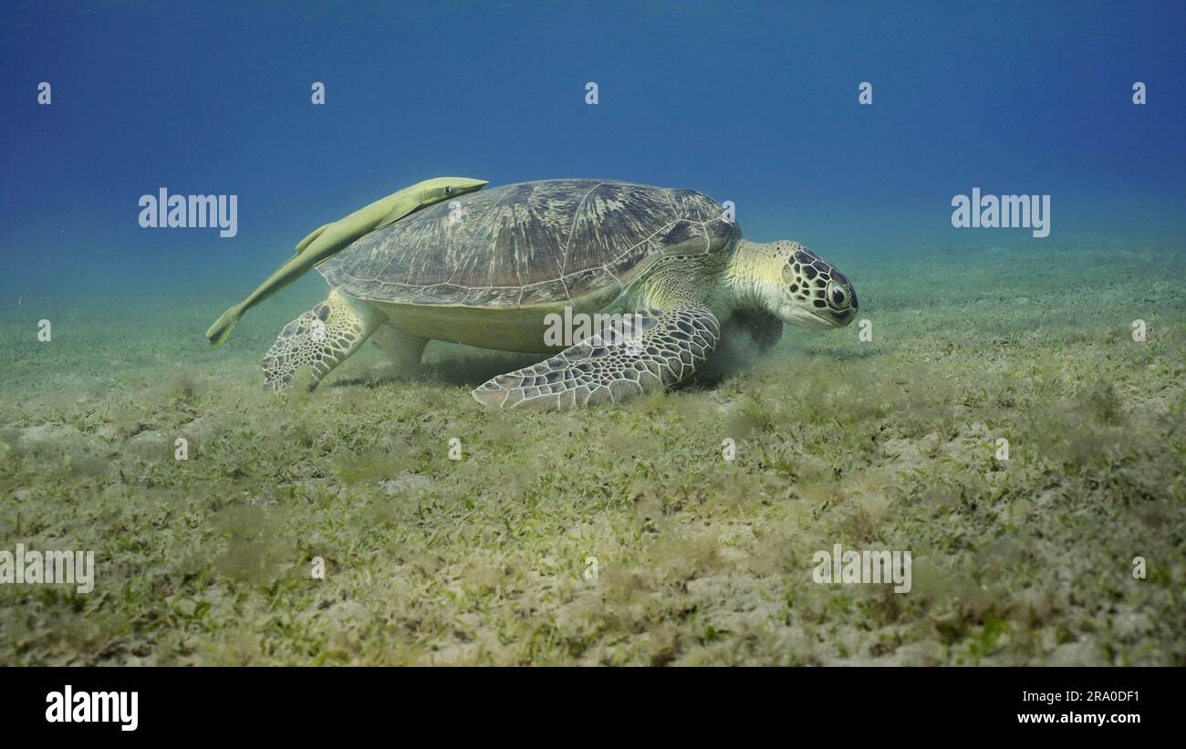 Photo grand angle de tortue de mer paître sur les fonds marins, ralenti. Grande Tortue verte (Chelonia mydas) manger des algues vertes sur le pré de l'agule Banque D'Images