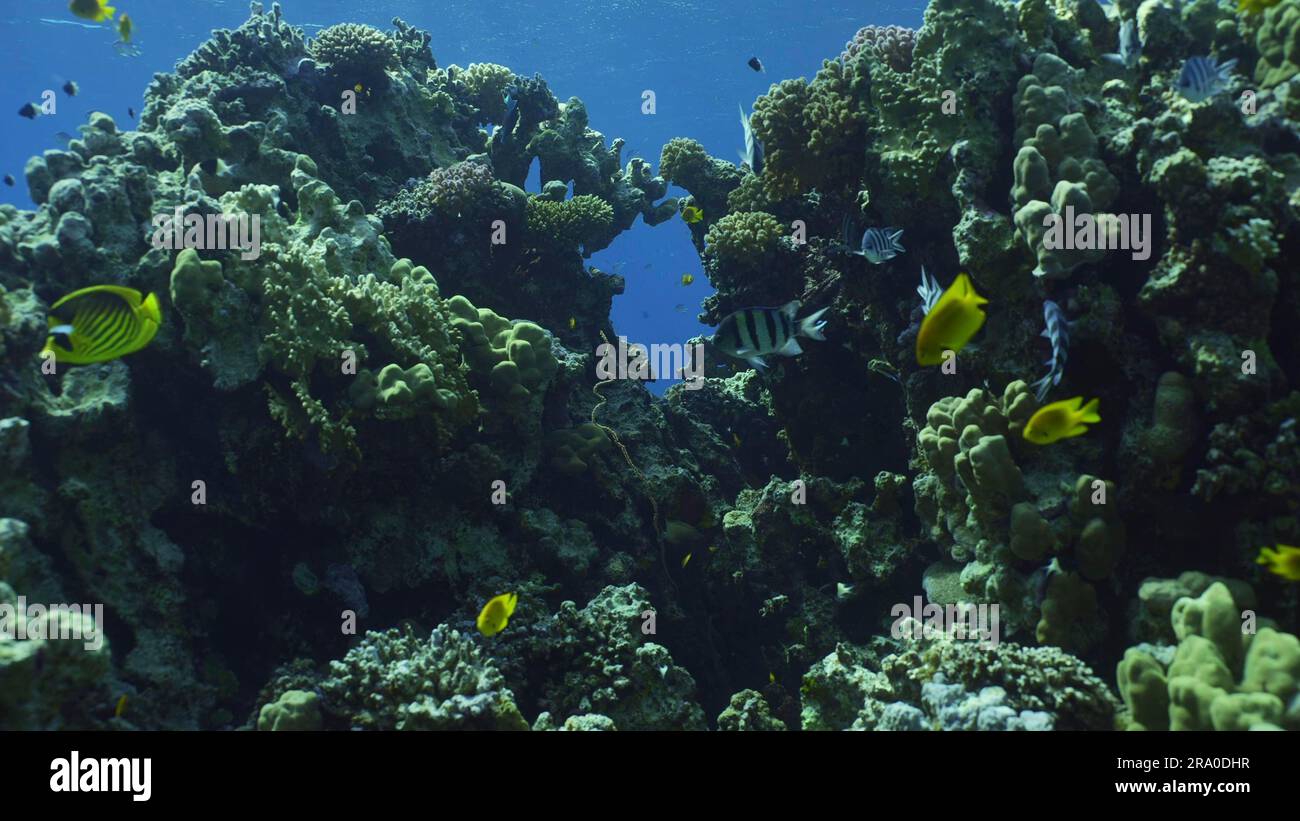 Gros plan de la colonie de coraux durs sur le jardin de corail, poissons tropicaux nagent le long du récif de corail au soleil, Mer Rouge, Safaga, Egypte Banque D'Images