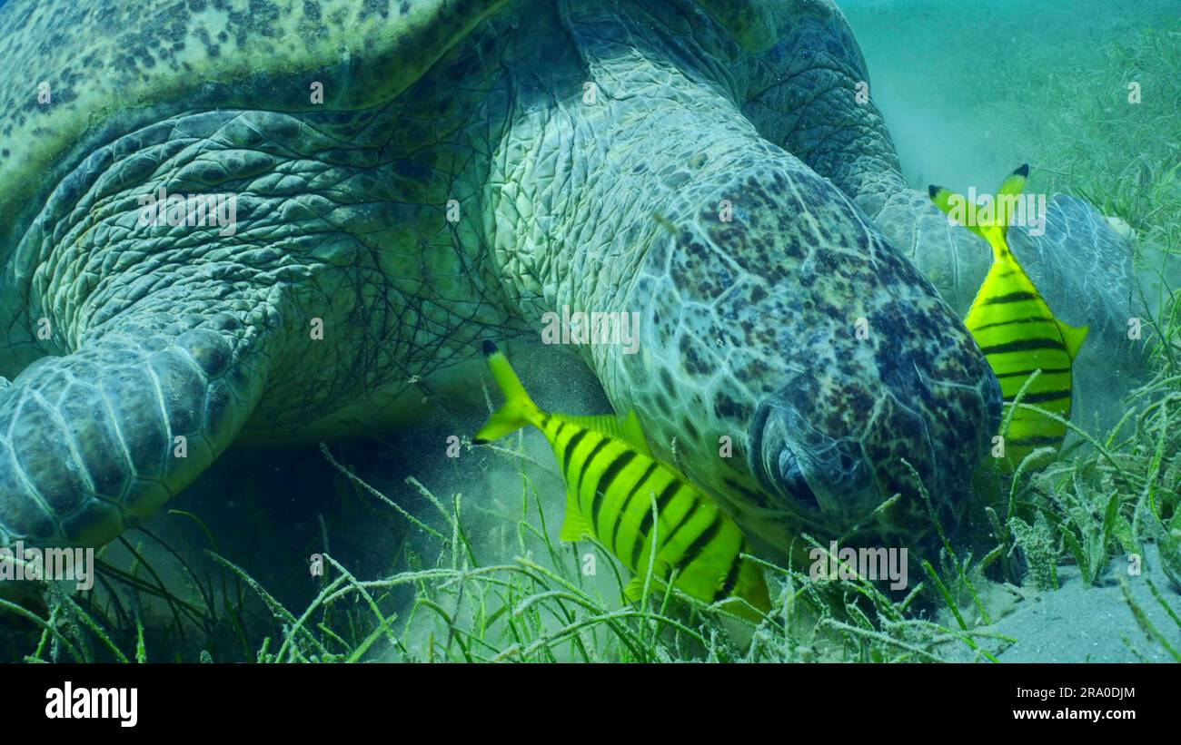 Gros plan de la Grande Tortue de la mer verte (Chelonia mydas) avec un groupe de poissons rouges (Gnathanodon) en train de manger des algues vertes, mer Rouge Banque D'Images