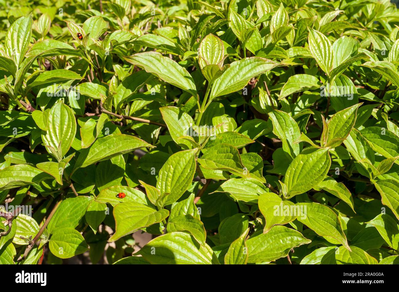 Deux coccinelles sur une couverture verte sous le soleil du printemps Banque D'Images