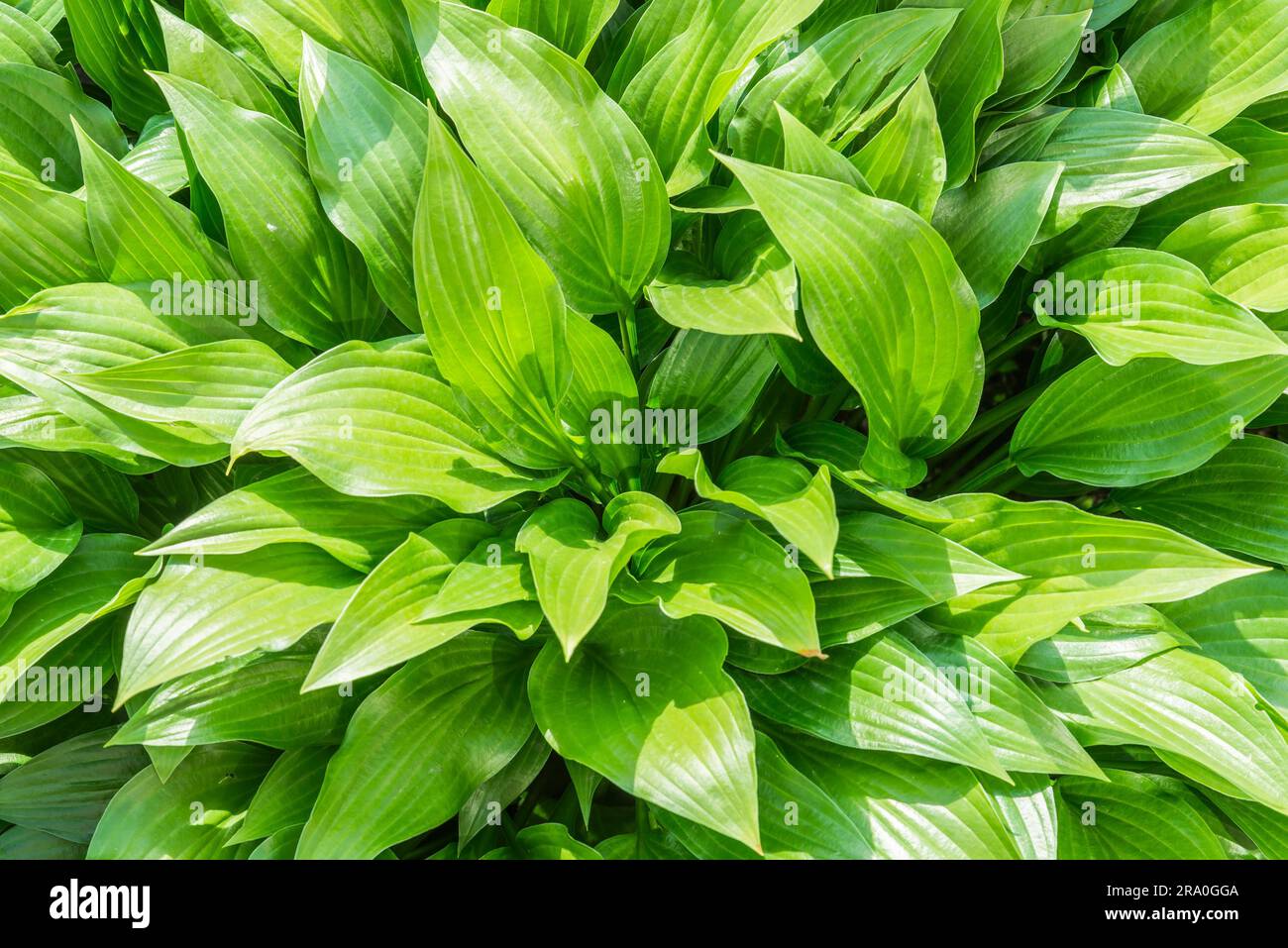 Hosta Vert feuilles sous le chaud soleil de printemps Banque D'Images