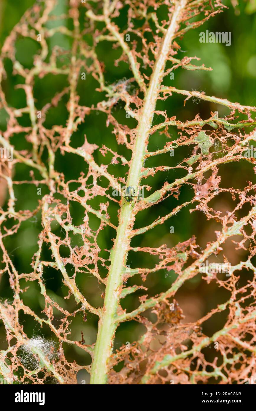 Une feuille est mangée par quelques insectes laissant visible seulement la structure de la veine. Un petit coléoptère vert se trouve sur la tige principale Banque D'Images