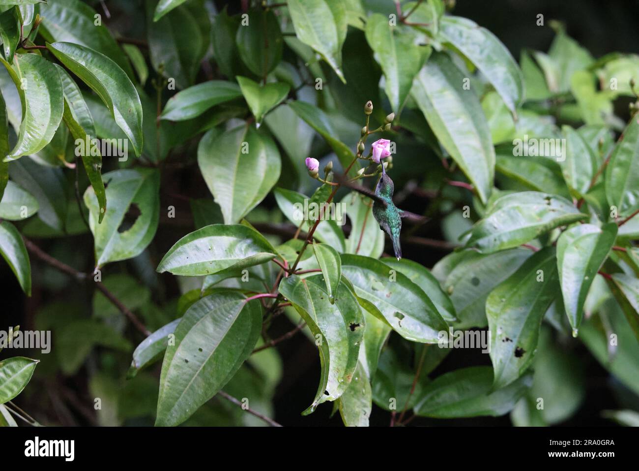 Colibri de Verbain (Mellisuga minima) en Jamaïque Banque D'Images