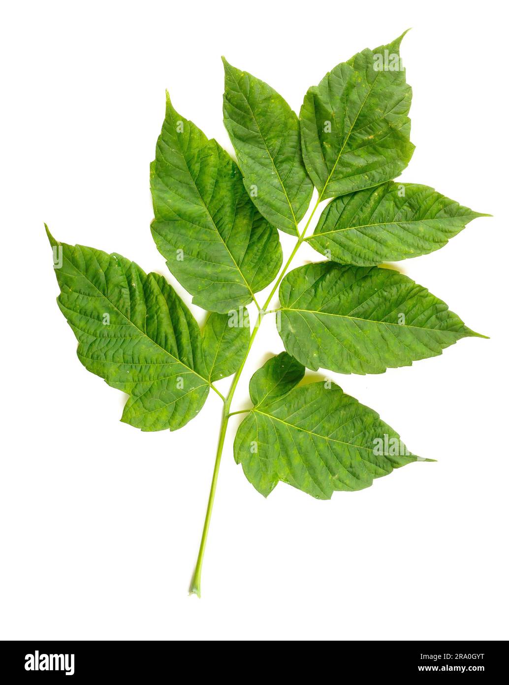 Le est un cultivar d'érable vert (Acer Negundo). Ici les feuilles sur fond blanc Banque D'Images