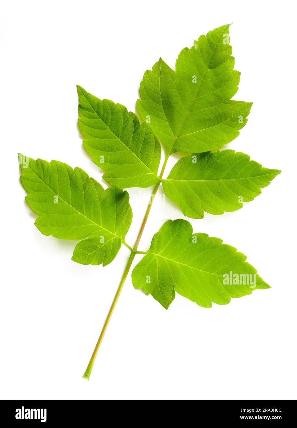 Le est un cultivar d'érable vert (Acer Negundo). Ici les feuilles sur fond blanc Banque D'Images