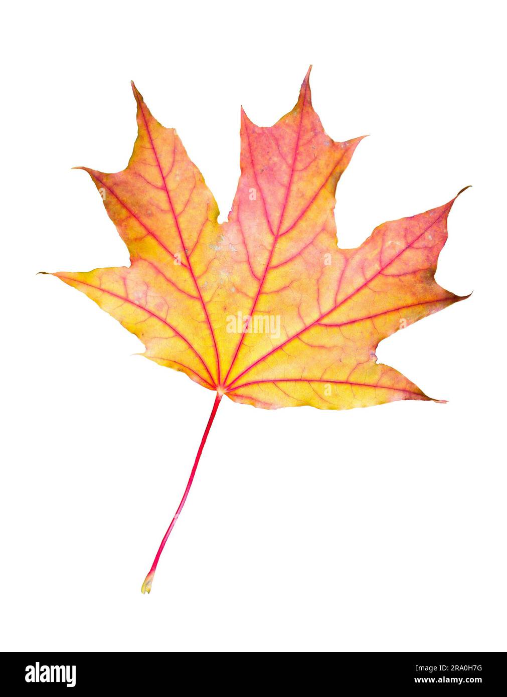 Rouge, orange et jaune feuille d'érable sur un tronc coupé, dans la forêt en automne Banque D'Images