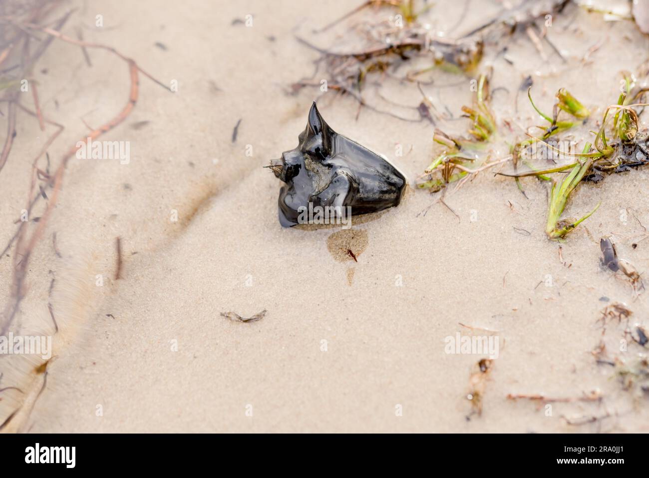 (Trapa natans) également appelé châtaignes d'eau sur le sable de la rivière, dans l'eau Banque D'Images