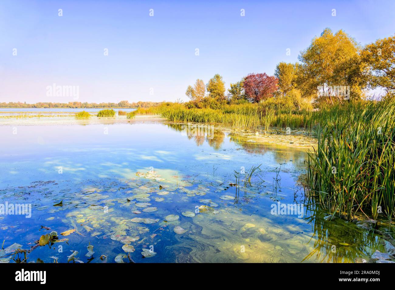 Belle fin de journée d'été près de la rivière avec des roseaux, des nénuphars et des arbres autour Banque D'Images