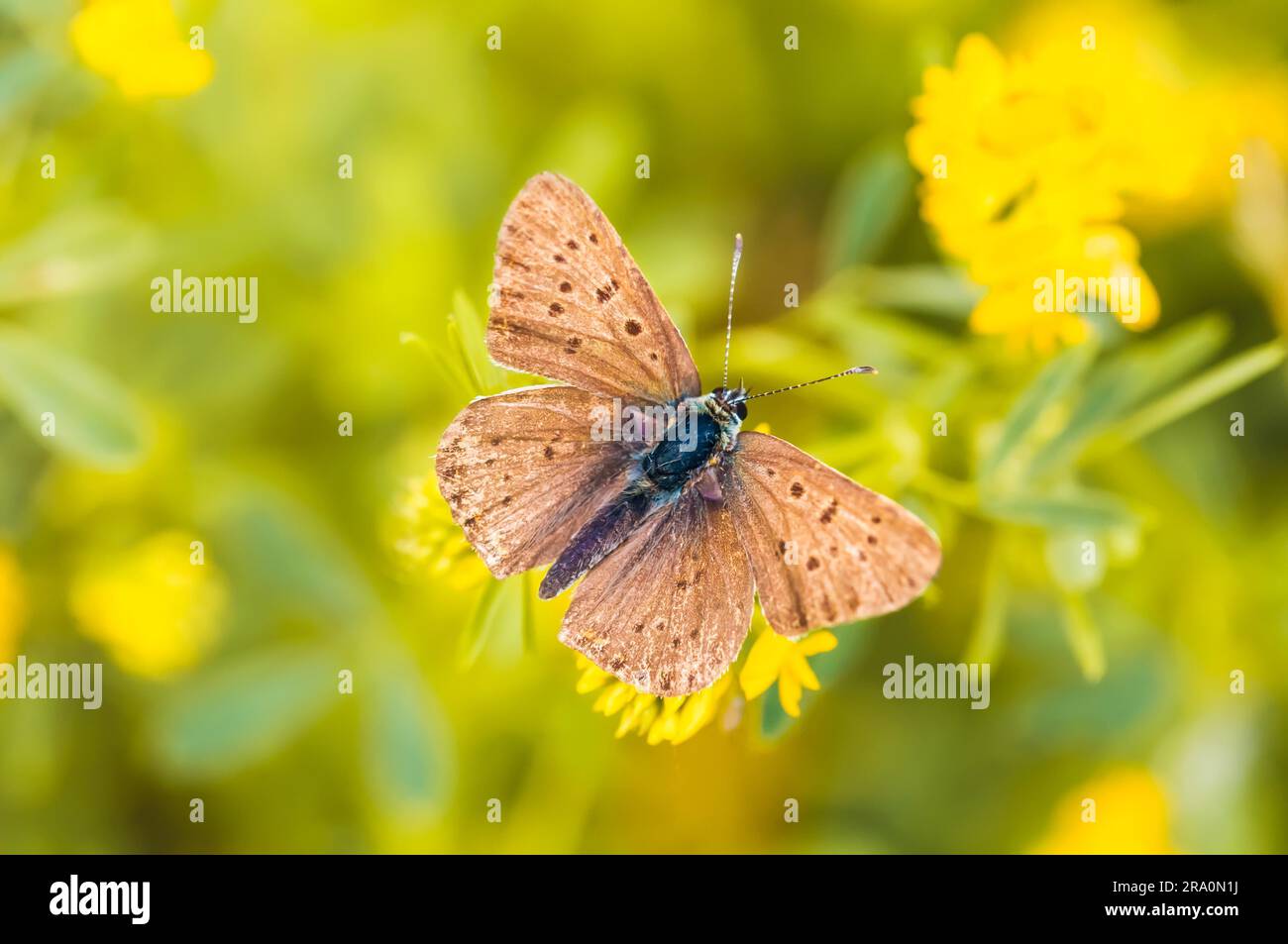 Petit papillon brun avec des taches noires sur une fleur jaune Banque D'Images