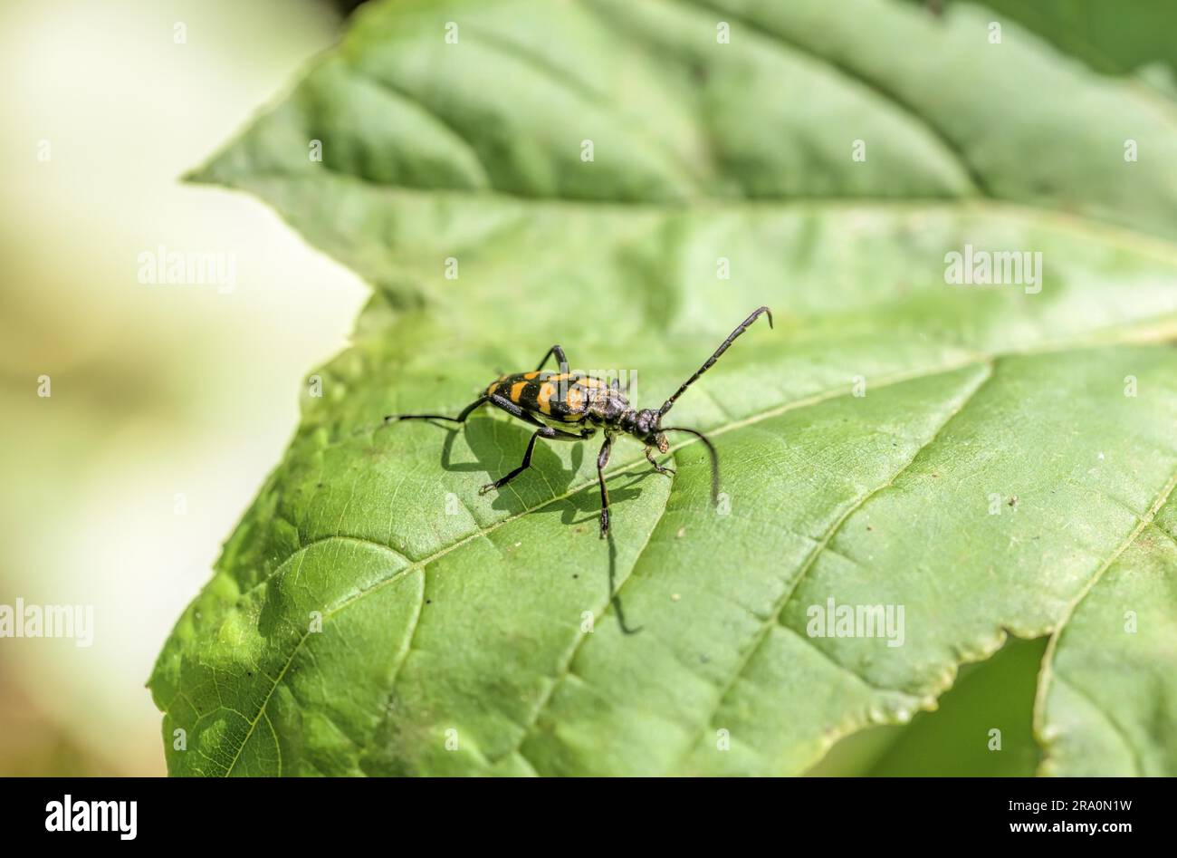 Un carton jaune à rayures noires un Leptura quadrifasciata sur une feuille verte Banque D'Images