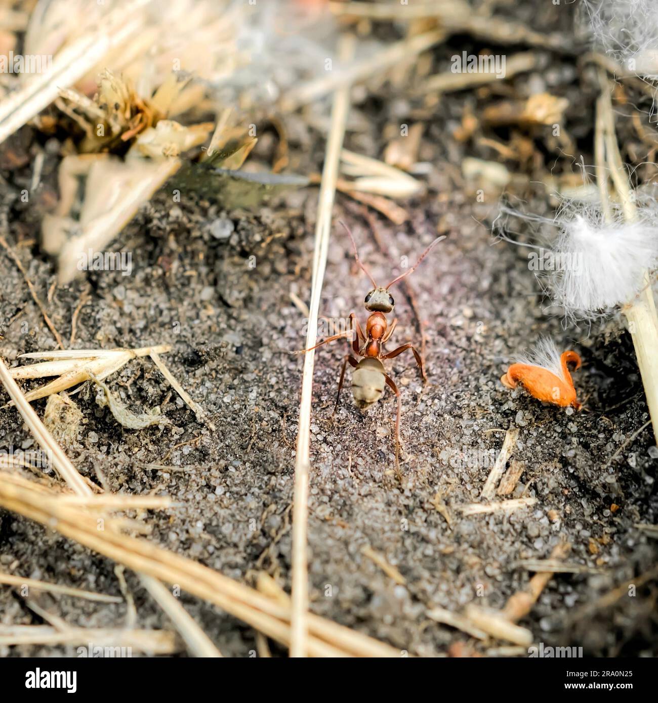 Un peu rouge et brun marche ant sur le terrain au milieu de la paille Banque D'Images