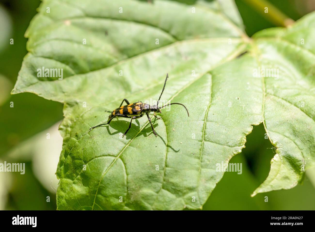 Un carton jaune à rayures noires un Leptura quadrifasciata sur une feuille verte Banque D'Images