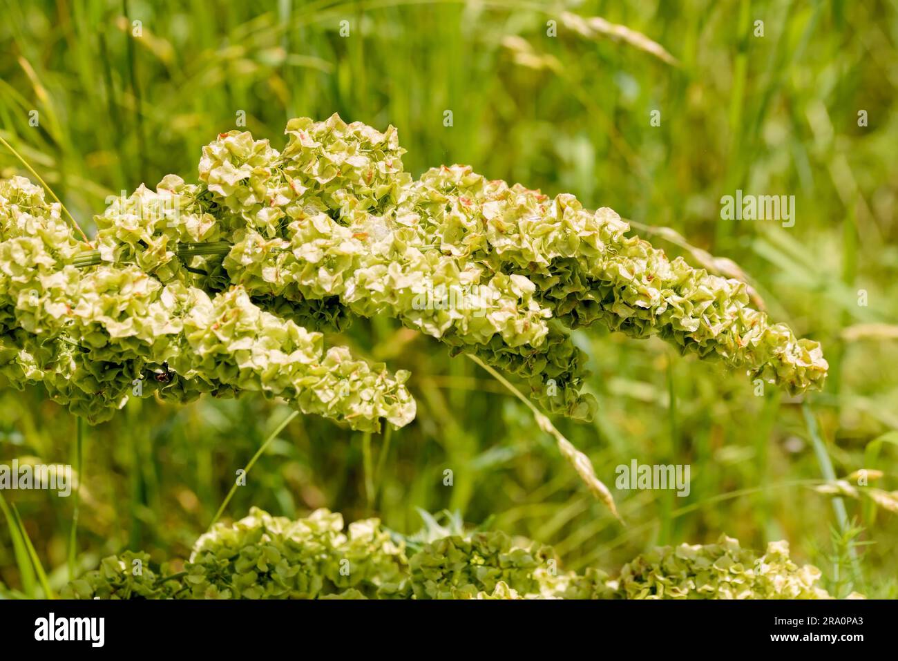 Closeup détail de Rumex crispus fleur sous le chaud soleil de l'été Banque D'Images