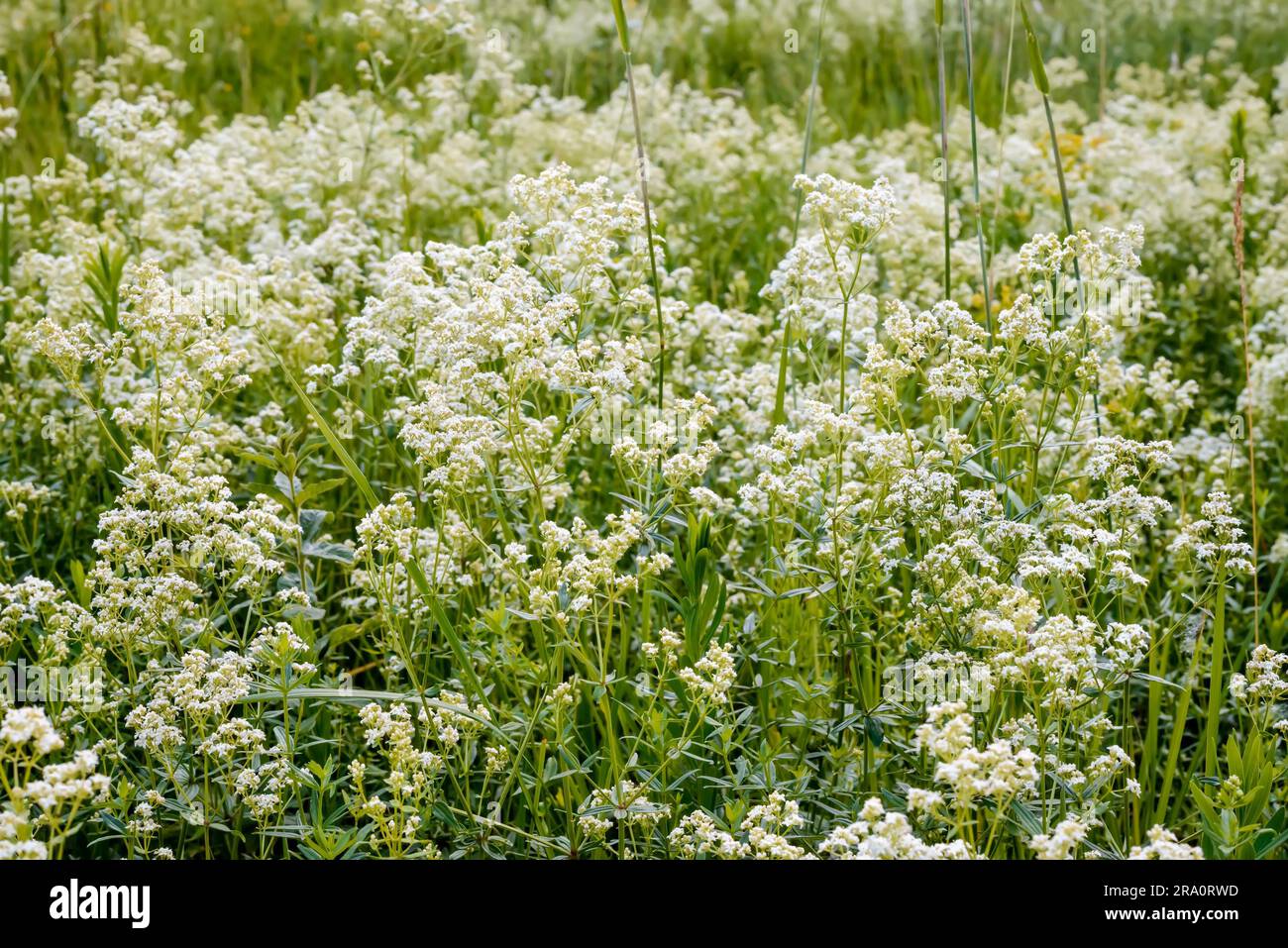 Le Galium boreale fleurs, également connu comme le gaillet du nord, dans un pré sous le chaud soleil de printemps Banque D'Images