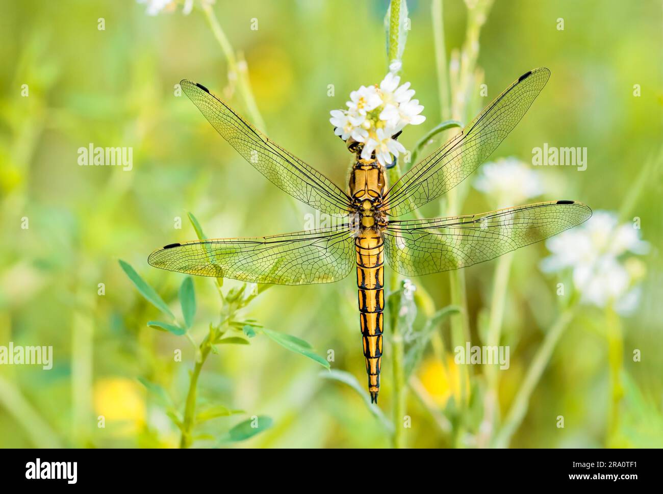Un mâle de libellule jaune, également connu sous le nom de skimmer à queue noire (Orthetrum canculatum), mangeant sur une fleur sous le soleil chaud de printemps Banque D'Images