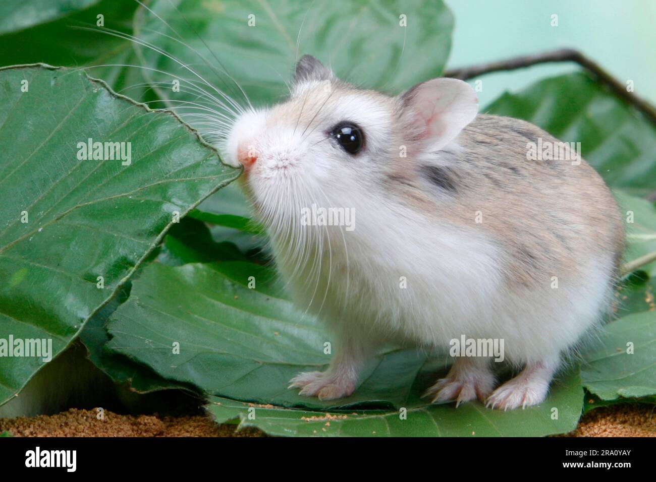 Hamster nain de Roborovski (Phodopus roborovskii Photo Stock - Alamy