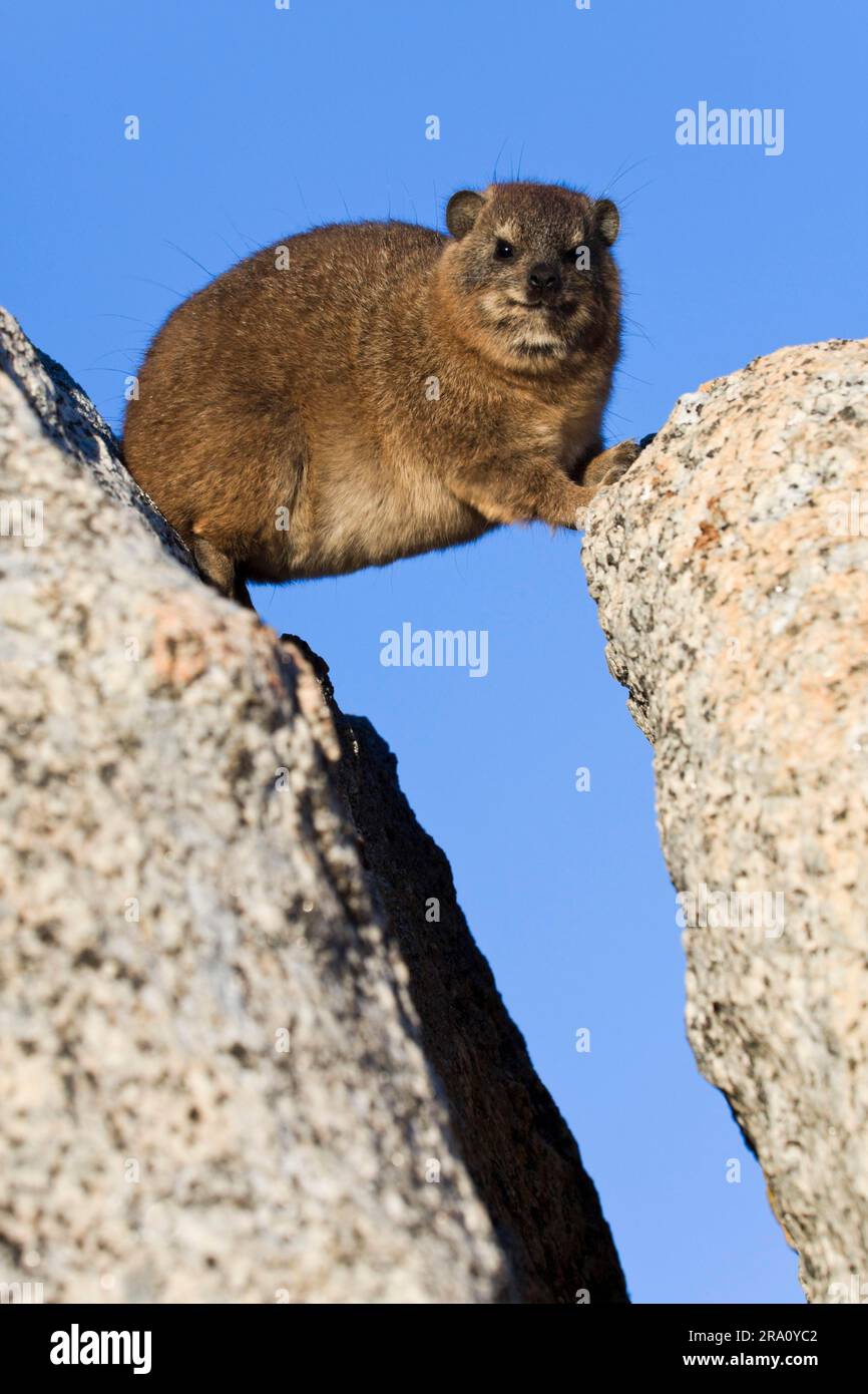 Cap klipshepherd (Procavia capensis), Cap occidental, Afrique du Sud Banque D'Images