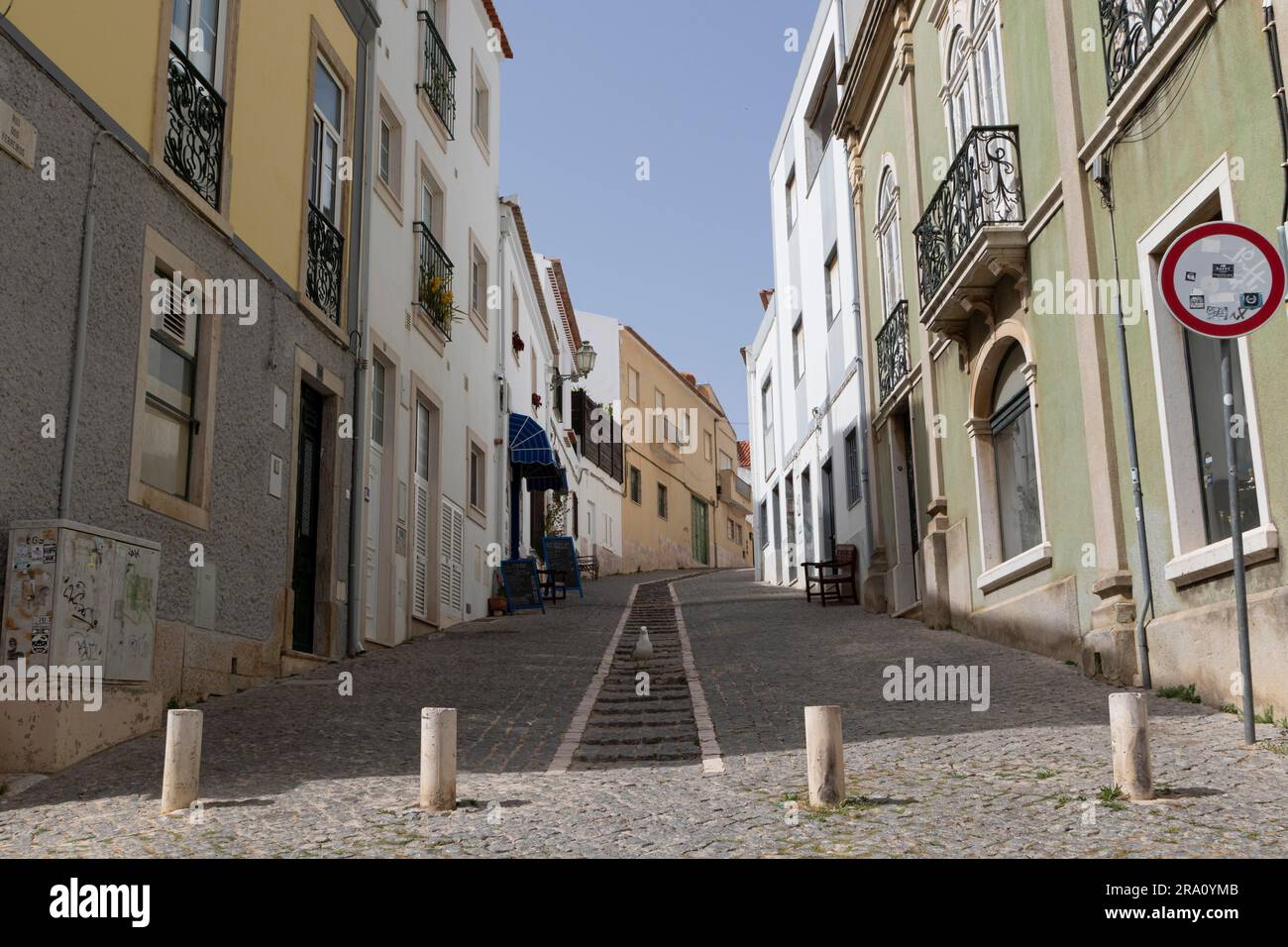 Guette à pattes jaunes pour adultes (Larus michahellis) sur des pavés dans la Rua dos Ferreiros, dans la vieille ville de Lagos, dans le quartier de Faro, en Algarve, au Portugal Banque D'Images