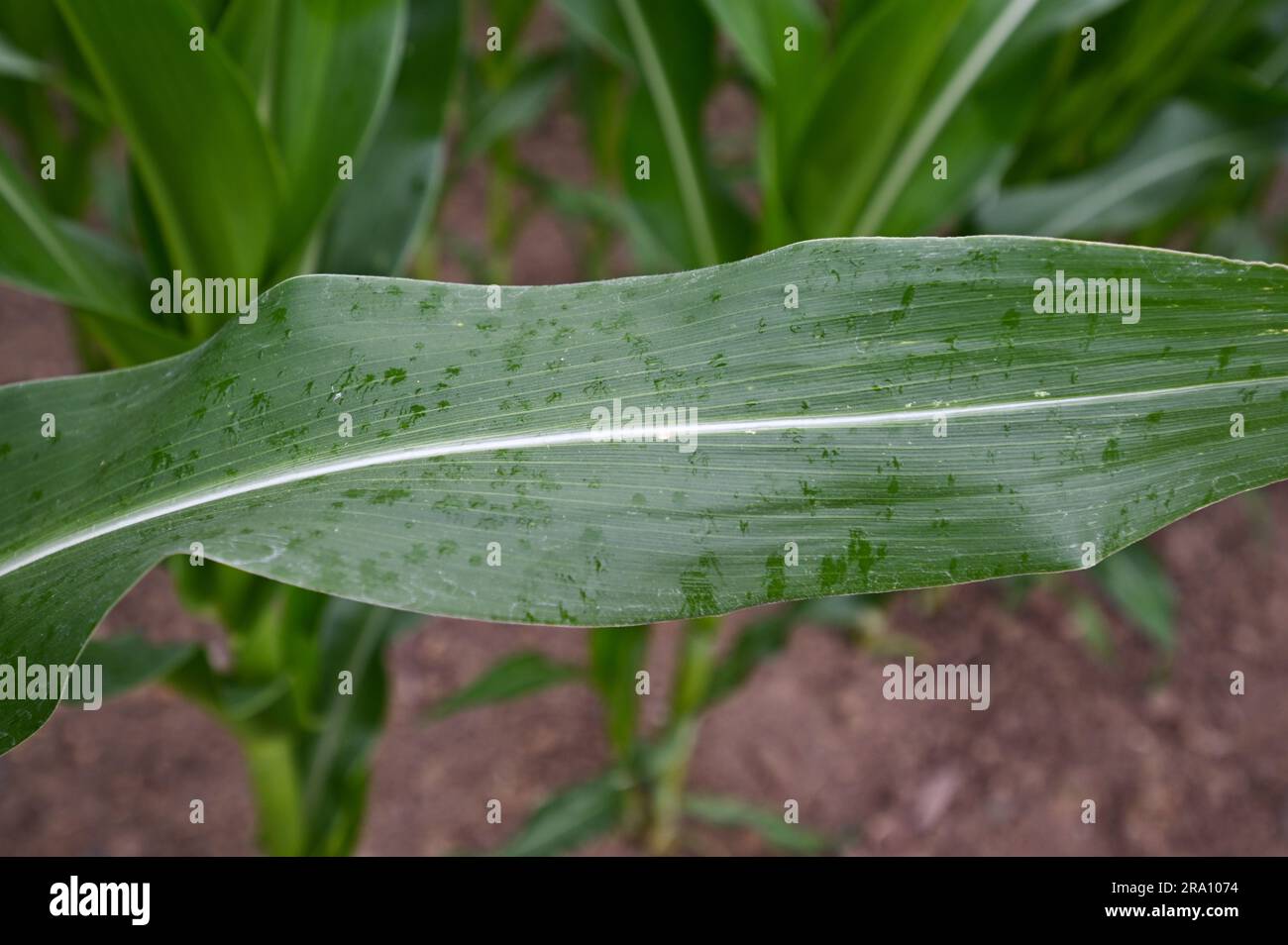 Hofheim, Allemagne. 29th juin 2023. Quelques gouttes de pluie peuvent être vues sur une plante de maïs dans un champ près de Hofheim am Taunus. L'augmentation de la sécheresse pose également des problèmes aux agriculteurs de Hesse cet été. Les cultures d'hiver de blé, d'avoine et d'orge ont reçu suffisamment de pluie jusqu'en mars et avril, a déclaré le Secrétaire général de l'Association des agriculteurs de Hesse, Paulus, à la Deutsche presse-Agentur. Cependant, il s'inquiète des cultures d'automne comme les betteraves, le maïs et les pommes de terre. (À dpa 'les agriculteurs inquiets de la sécheresse - les cultures d'automne ont besoin de pluie') Credit: Arne Dedert/dpa/Alamy Live News Banque D'Images