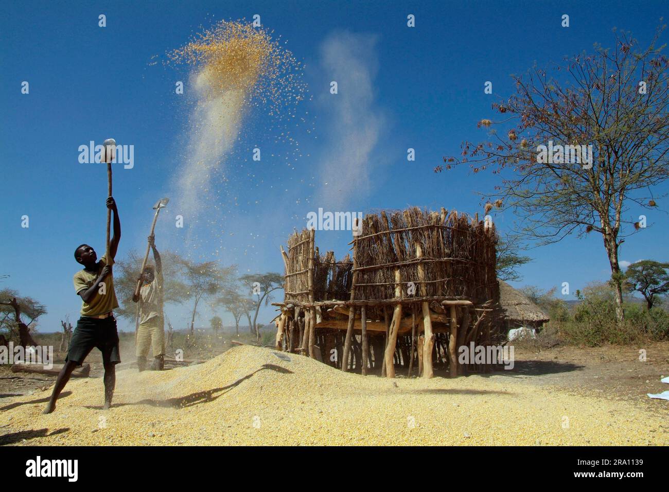 Récolte de sorgho, séparation du blé de la paille, sud de l'Ethiopie, millet, sorgho millet, grain millet, mil de sorgho Banque D'Images