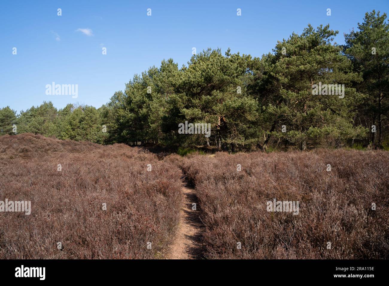 Lande avec des conifères verts et un ciel bleu ensoleillé Banque D'Images