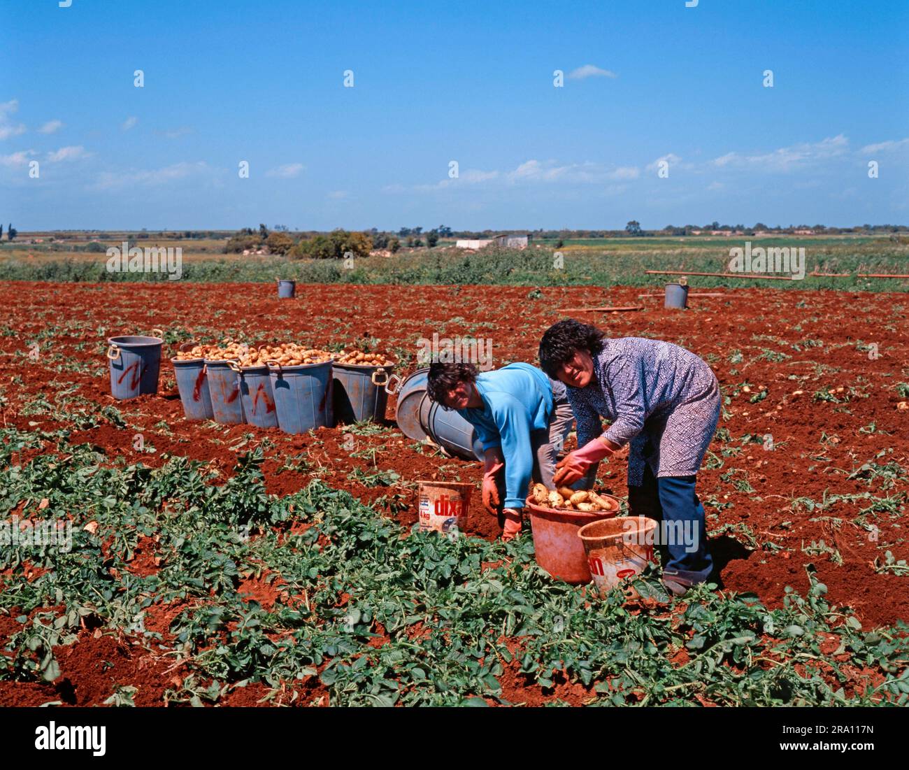 Femmes récoltant des pommes de terre, Repupli, récolte des pommes de terre, Chypre Banque D'Images