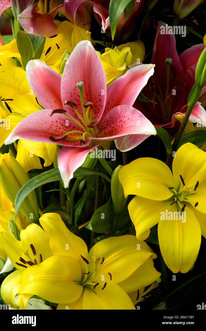 Exposition de lys orientaux roses et jaunes au Republic Day Flower Show à Lalbagh, Bengaluru, Inde, Asie Banque D'Images