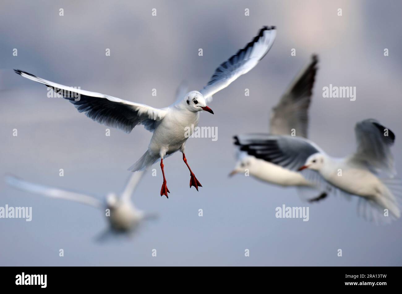 Goélands à tête noire en plumage d'hiver, plumage de plaine, Goéland à tête noire (Larus ridibundus), Allemagne Banque D'Images