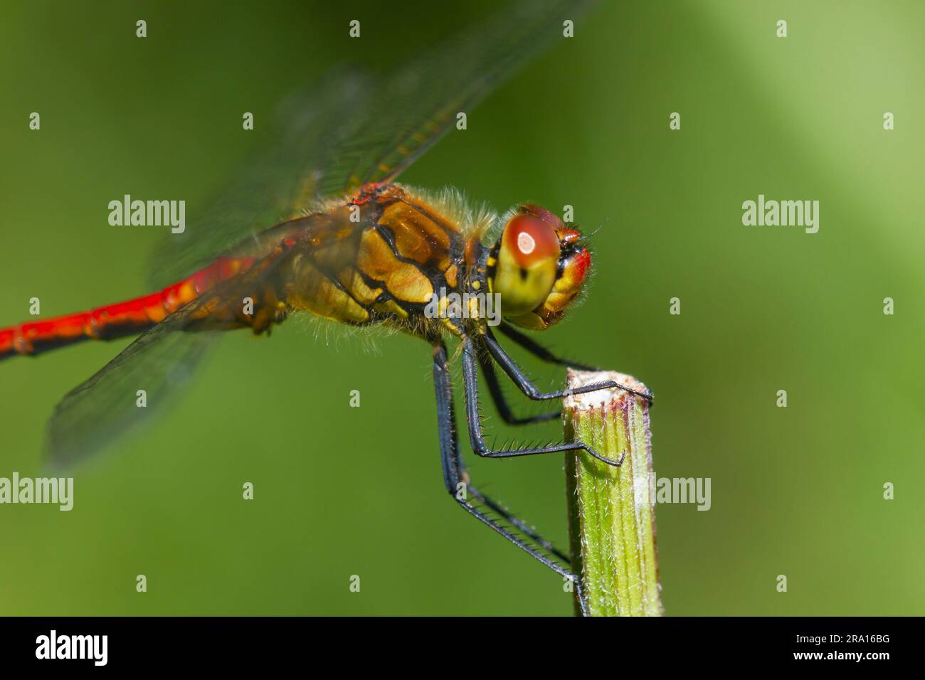 Semaine nationale de la libellule - gros plan macro d'une libellule de Ruddy Darter, Sympetrum sanguineum. Helen Cowles / Alamy Banque D'Images