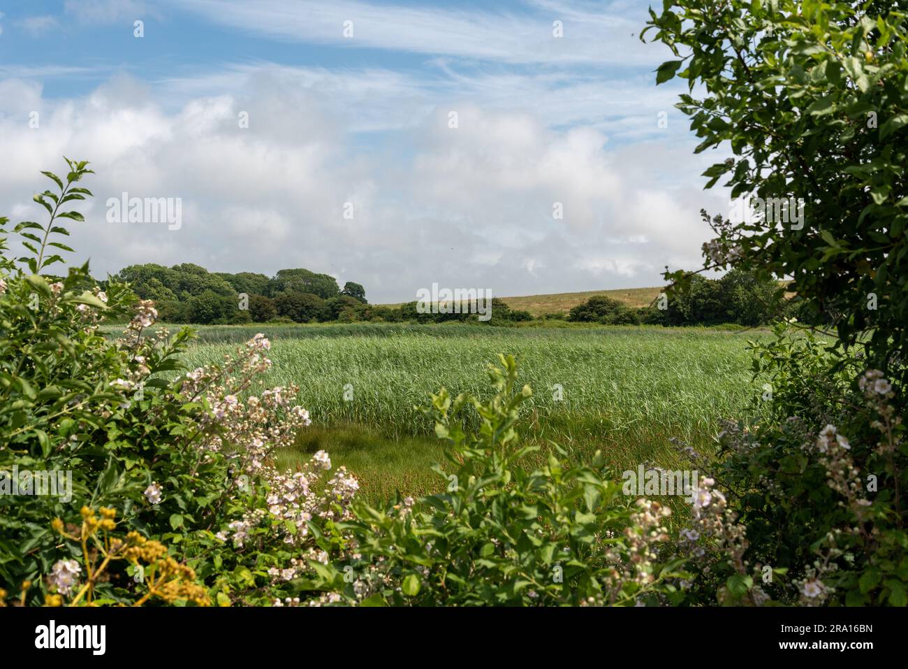 Vue sur la campagne anglaise avec des champs verts, des nuages moelleux légers et des arbres au loin. Banque D'Images