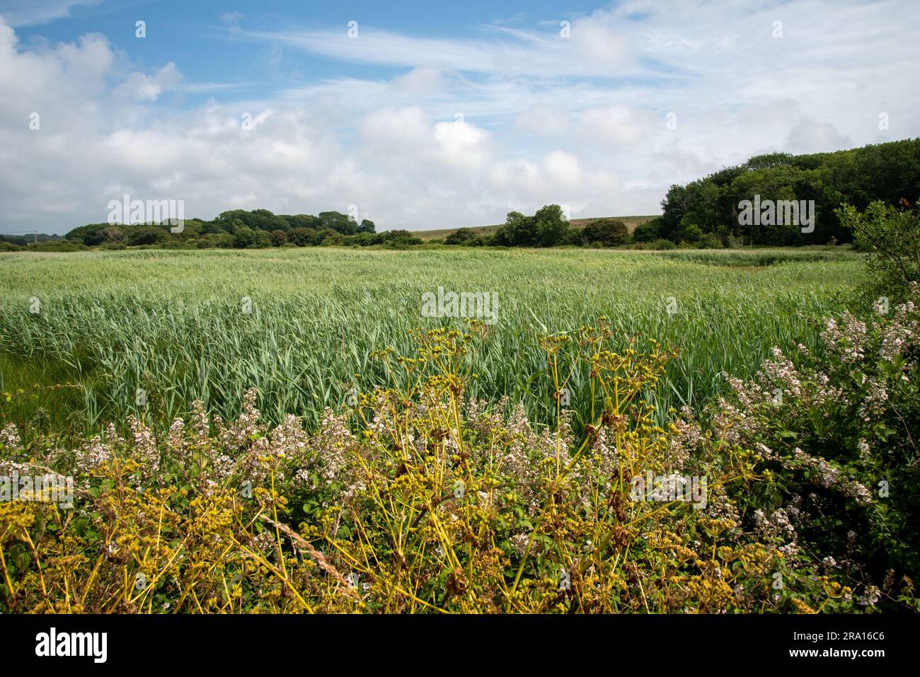 Vue sur la campagne anglaise avec des champs verts, des nuages moelleux légers et des arbres au loin. Banque D'Images