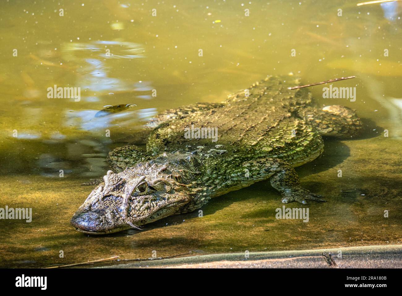Caïman à large bec, Caiman latirostris dans le parc national d'Iguazu, Foz do Iguacu, État de Parana, Brésil du Sud Banque D'Images
